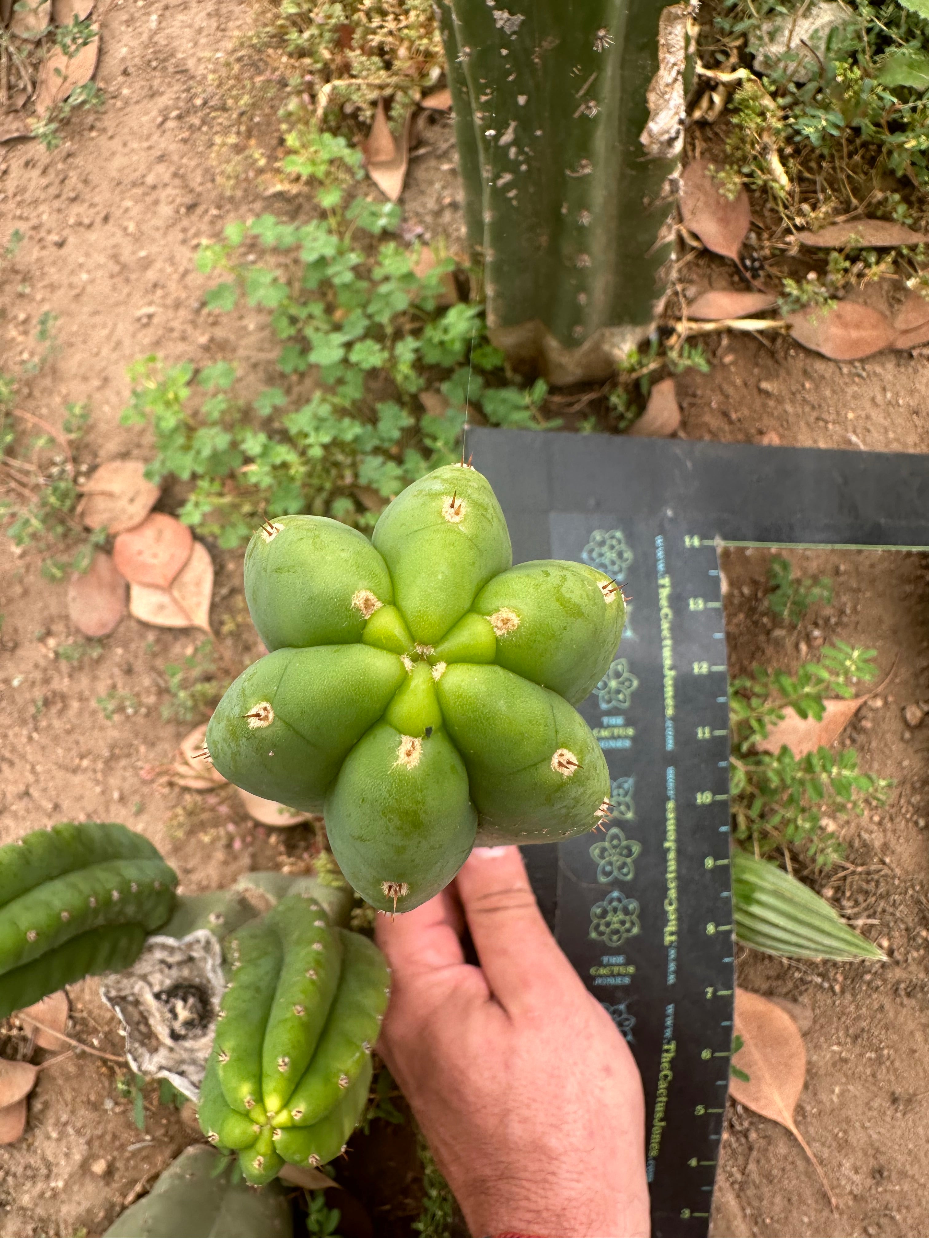 👑🌶️🌶️ Another Drop, Another Ogun — 10” Pup