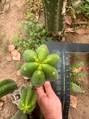 👑🌶️🌶️ Another Drop, Another Ogun — 10” Pup