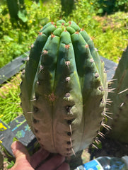 💎👑💎 Papa Smurf — Massive 11” Notch Melon