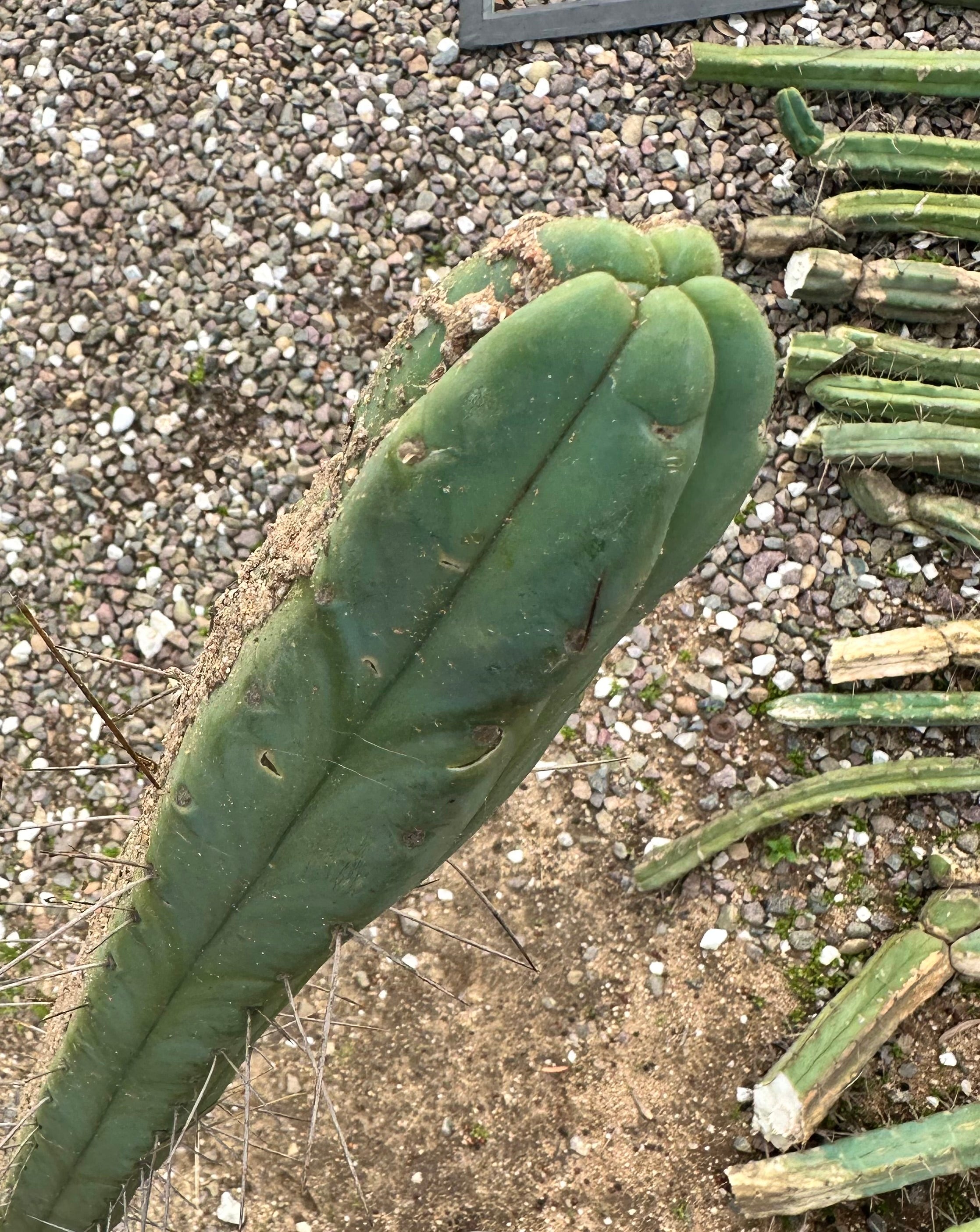 🌶️🌶️ Dulzura 12” MIDS