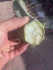 👑🌶️ TBQM  — 14” Tip