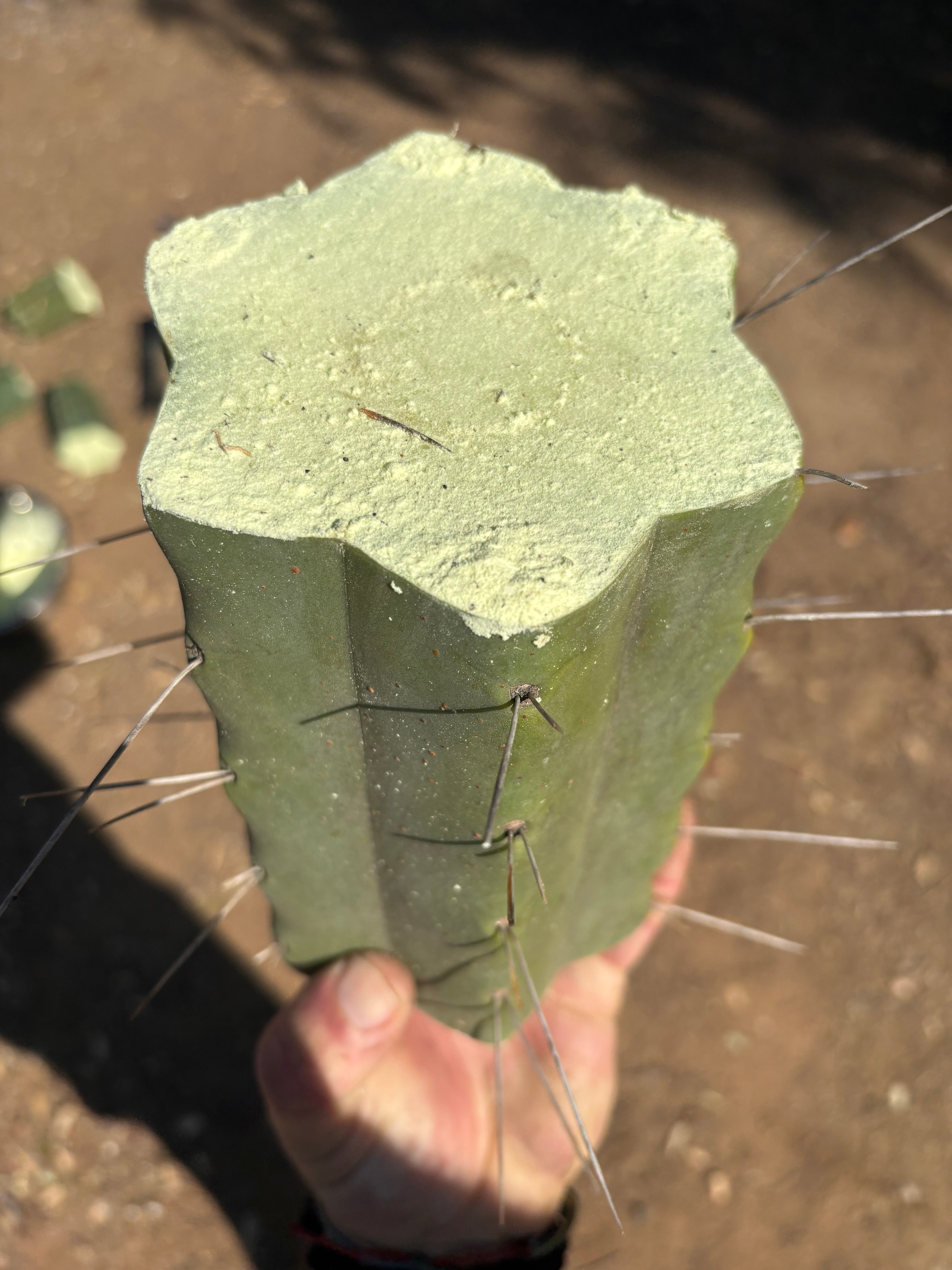 👑🌶️🌶️ Eileen — 7” Mega Mids