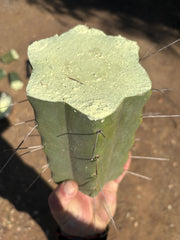 👑🌶️🌶️ Eileen — 7” Mega Mids