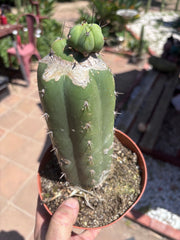 👑💎🌶️ CSD — Pupping Slab Graft (Rooted / Whole)