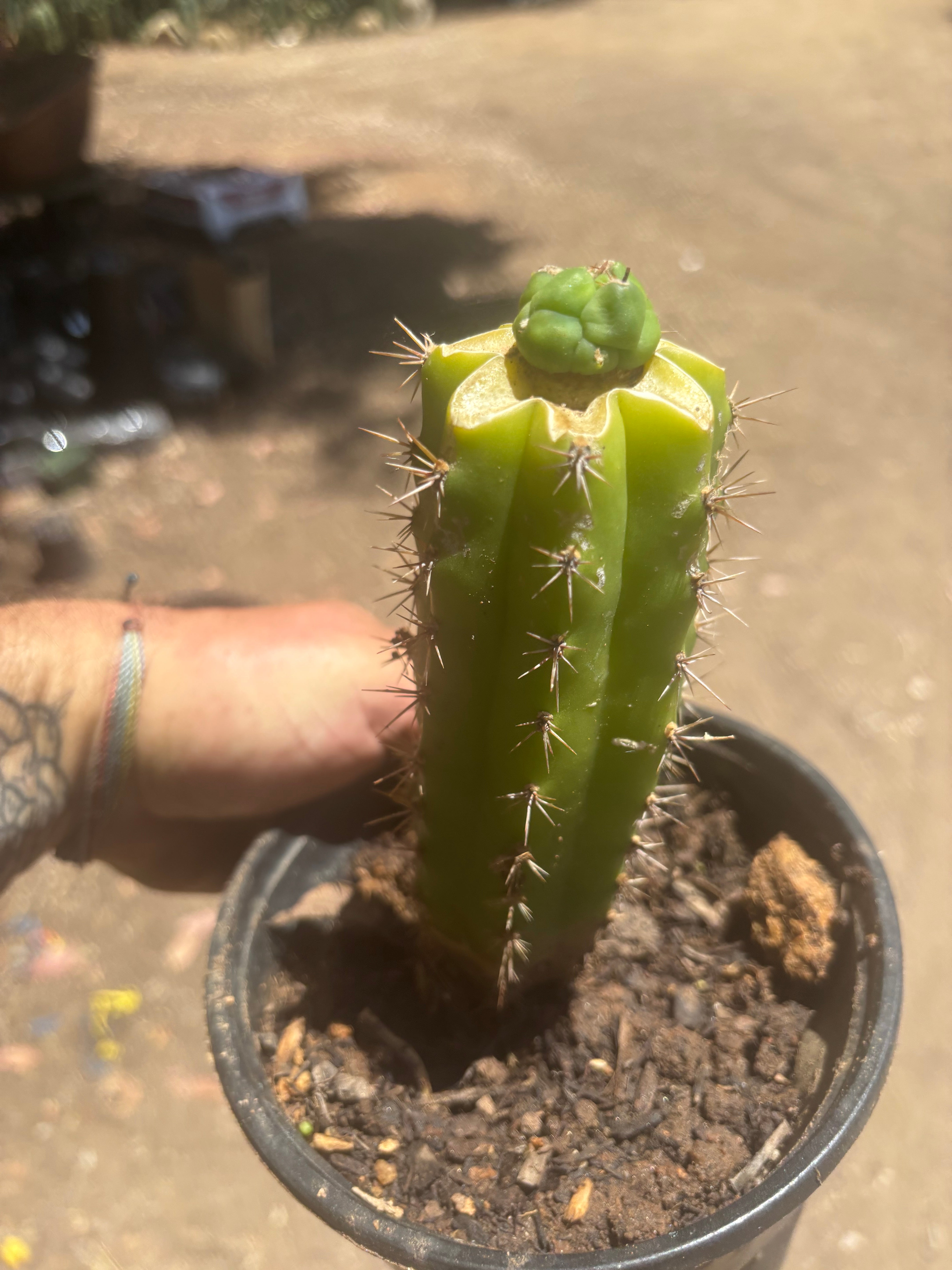 👑💎 Bruce’s Dragon — Pup Graft On Seed Grown Rooted Stock