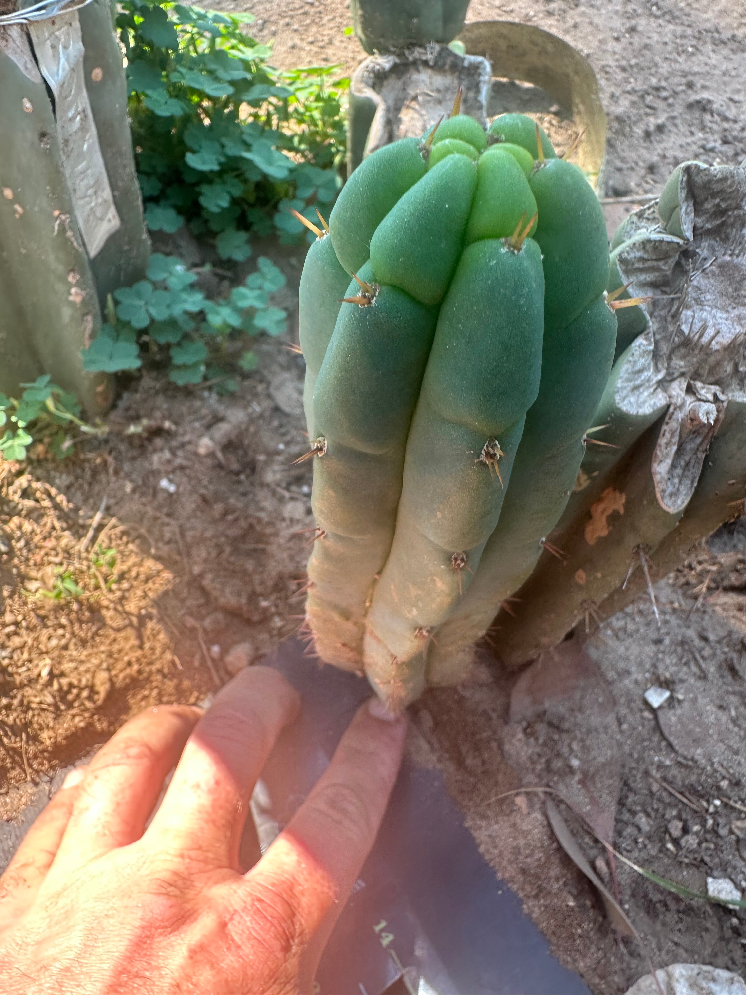 💎👑🌶️🌶️ Austy’s Bomb — 8” Pup