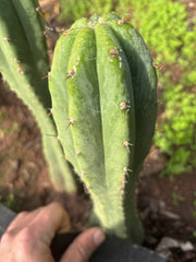 👑🌶️🌶️ Landfill — 9” Tip