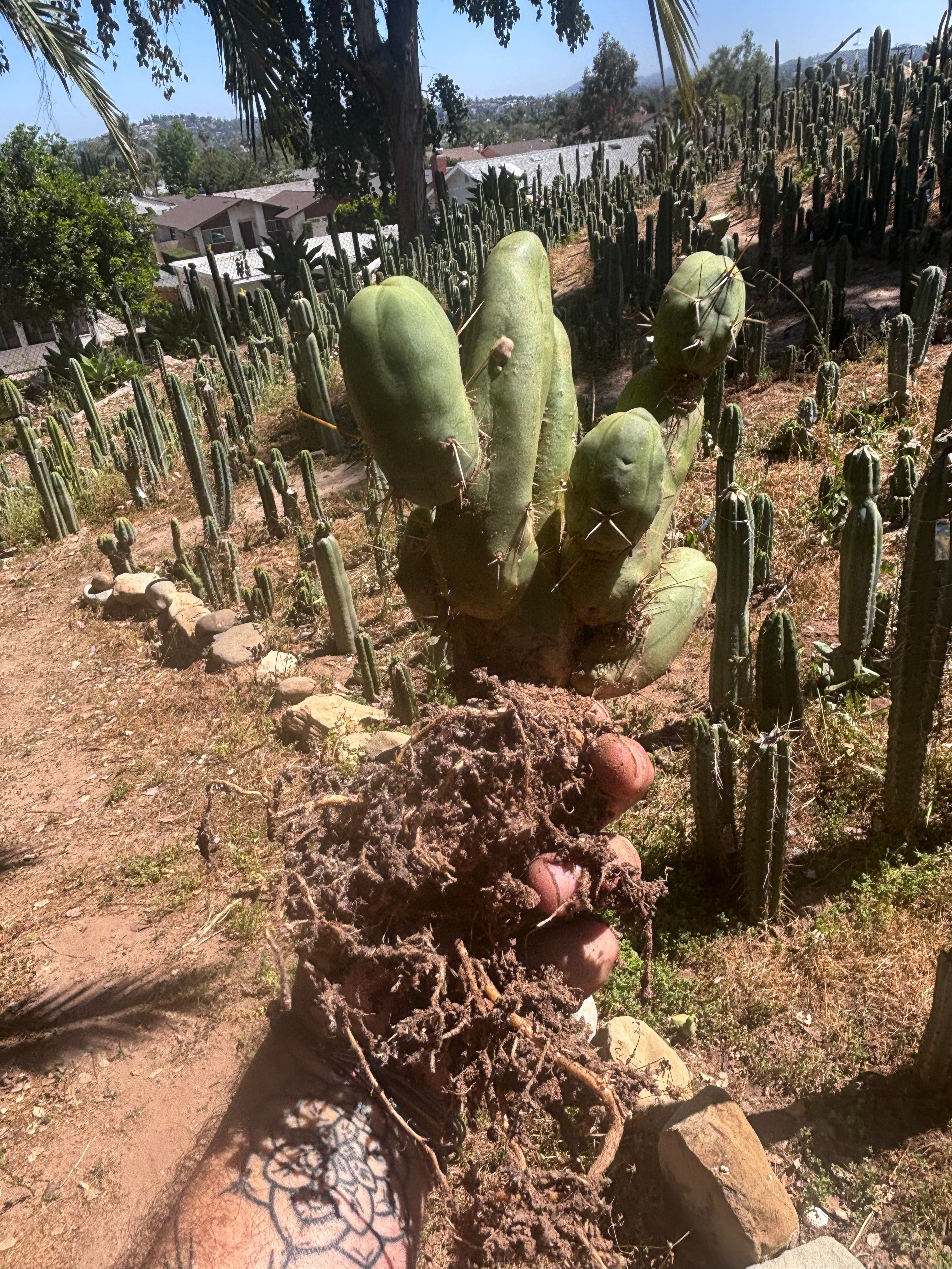 👑🌶️🌶️  TBM Clone B — XL Rooted