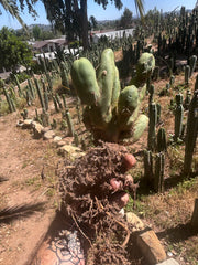 👑🌶️🌶️  TBM Clone B — XL Rooted