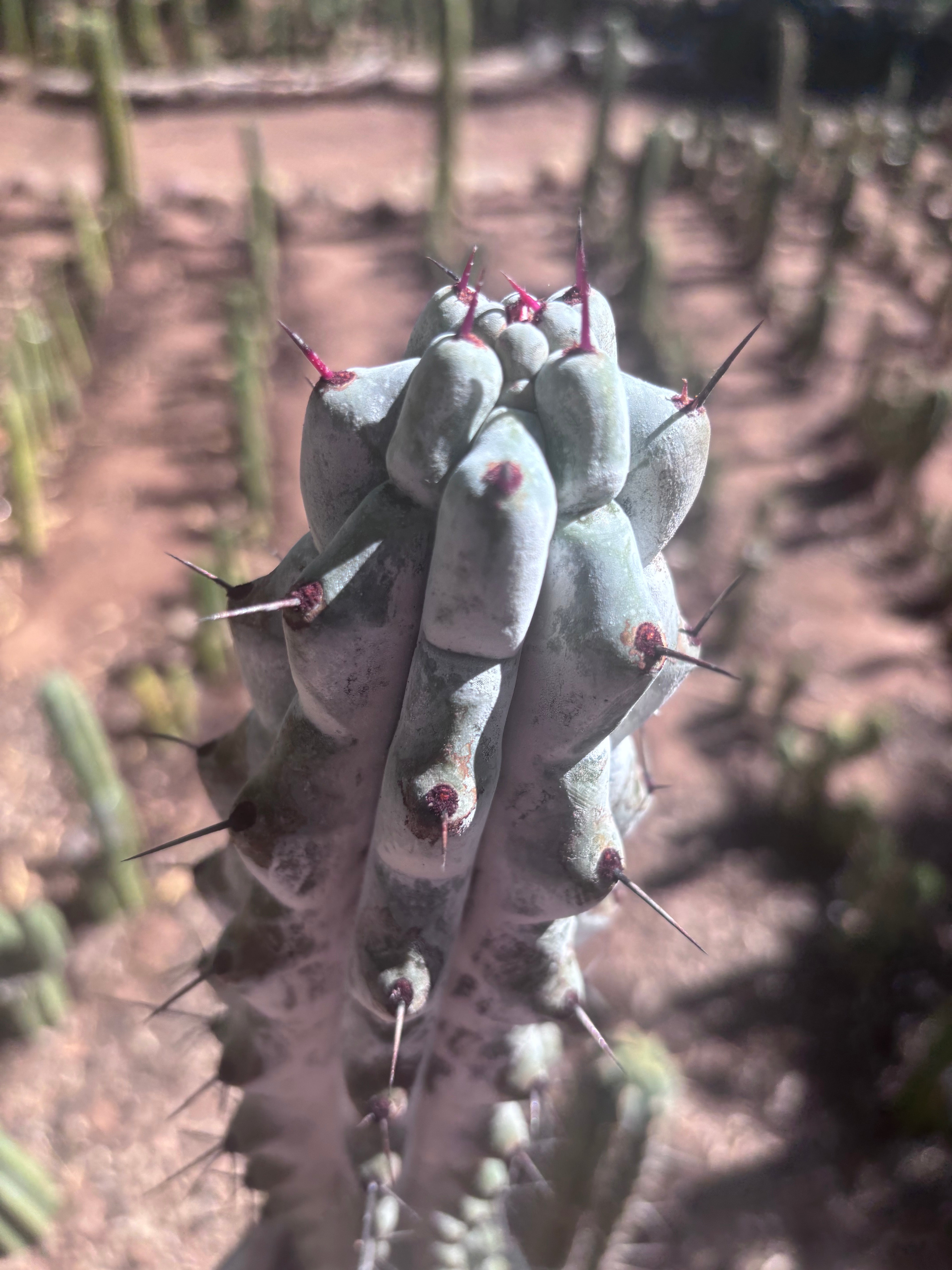 💎 Stenocereus Beneckei — XL 21” Fully Rooted