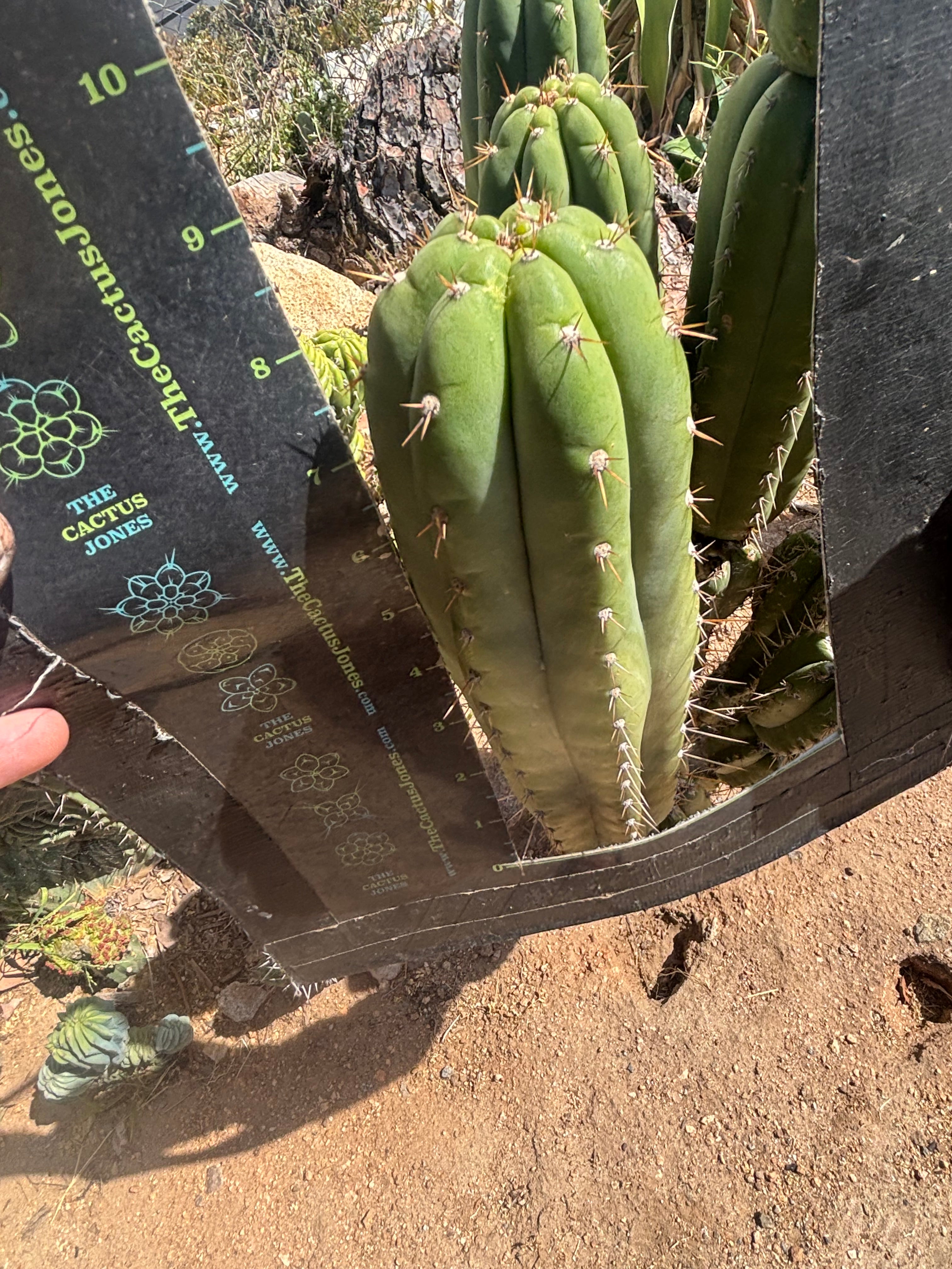 💎👑🌶️ Star Ayacucho  — BATCH DEAL