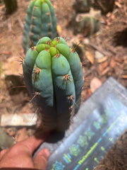💎👑🌶️ Sharxx Blue — Chubby 8” Pup