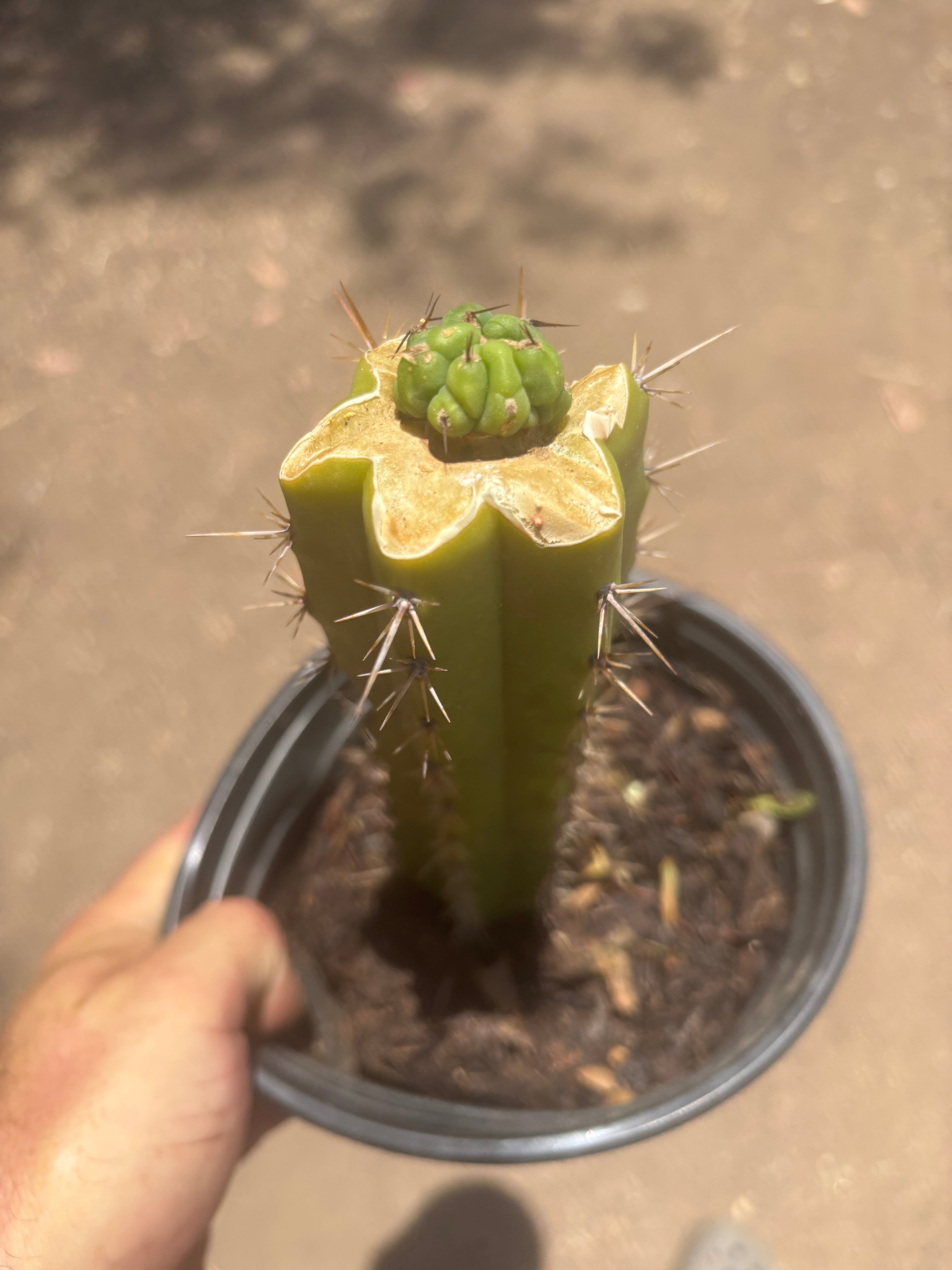 💎👑💎 Havran — Pup Graft on Seed Grown Rooted Stock