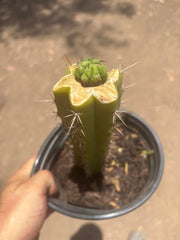 💎👑💎 Havran — Pup Graft on Seed Grown Rooted Stock