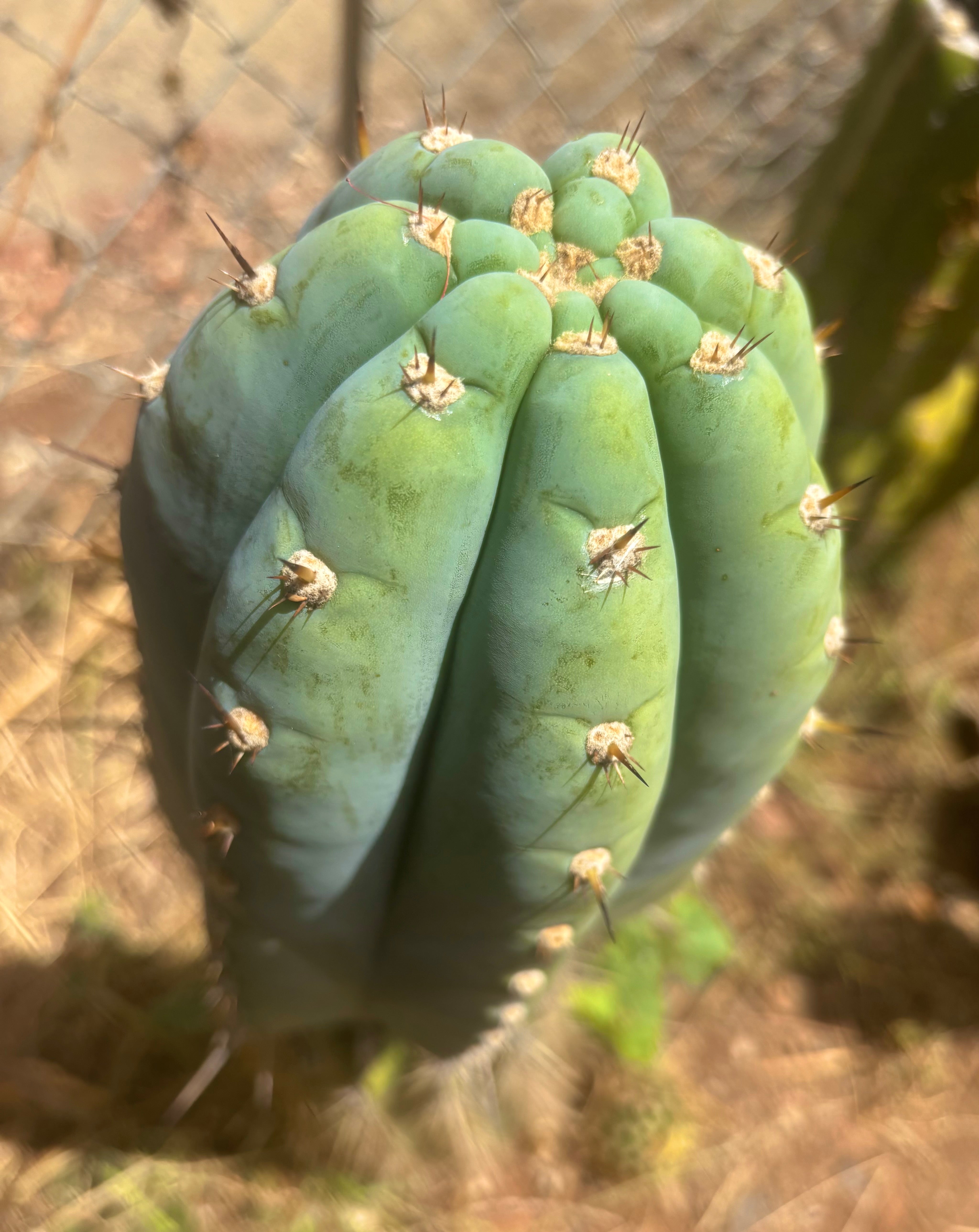 💎👑💎 Althea — *Massive* 9” Tip