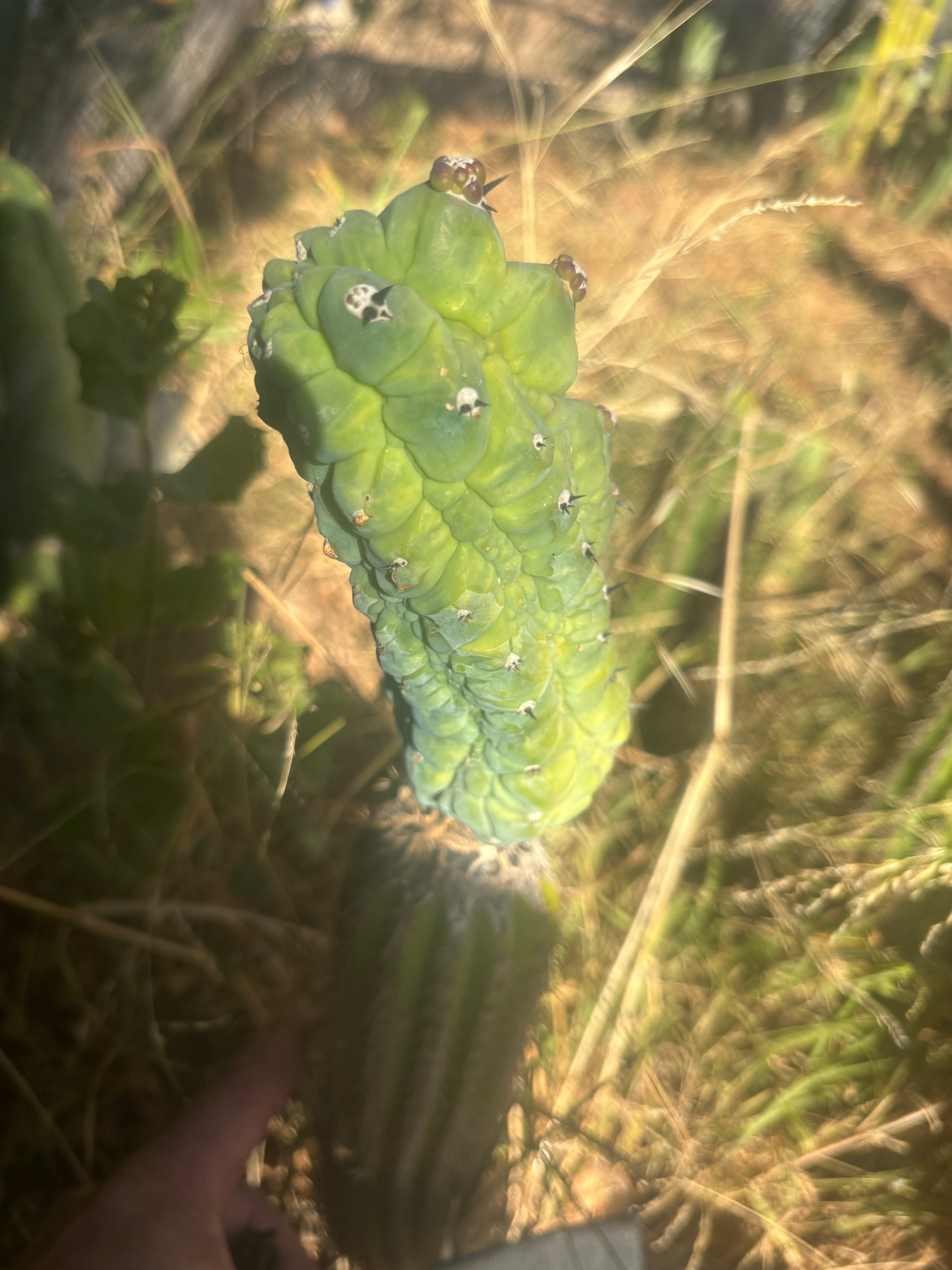 👑💎 Glorp — Year Old Graft on Spachianus