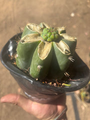 💎🌶️🌶️ NOM — Pup Graft On Rooted Shine01