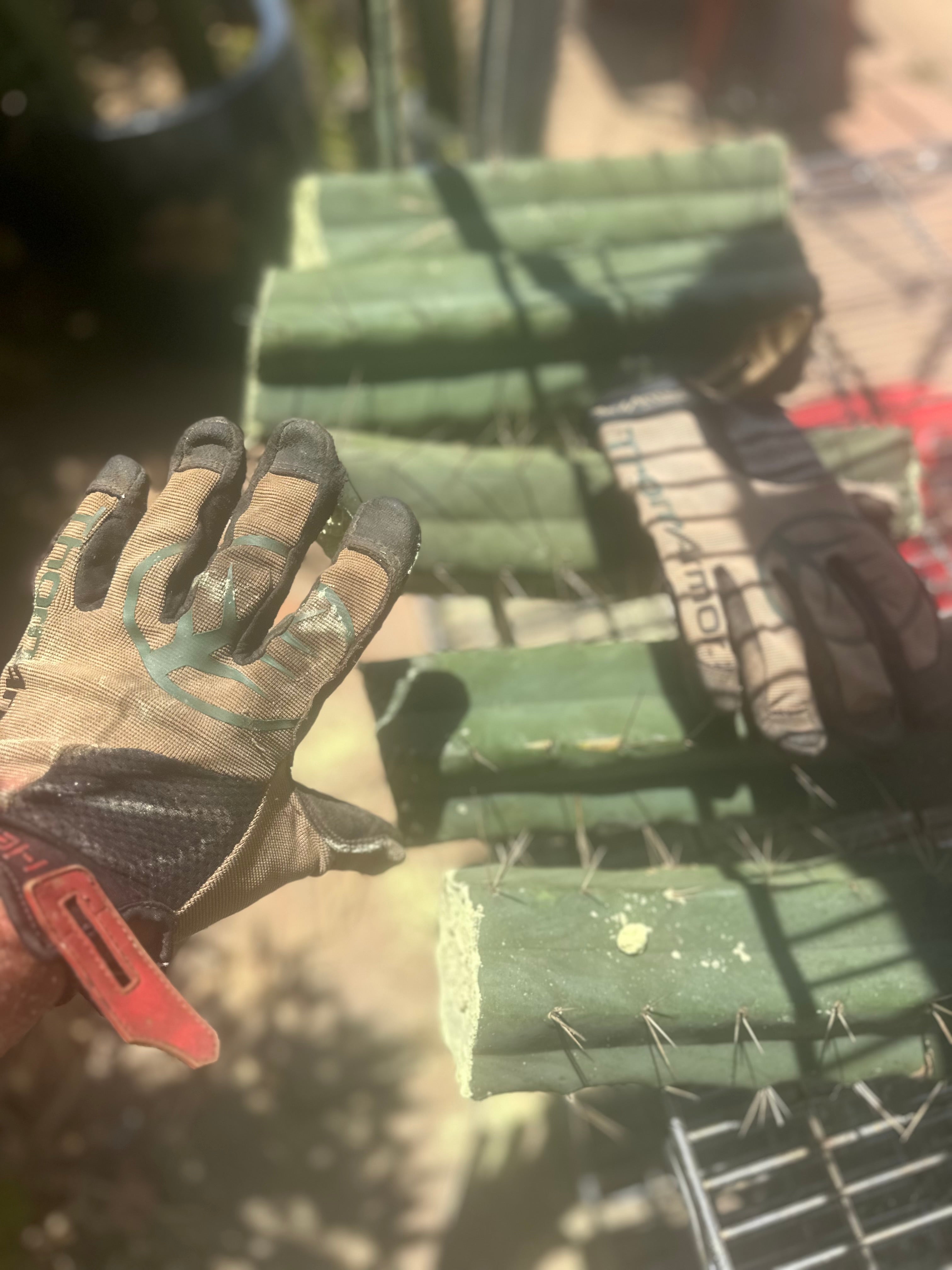 👑🌶️🌶️ Eileen — Max Thickness 14” Mid Cuts