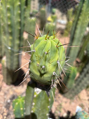 👑💎🌶️  CSD — Large Tip Graft