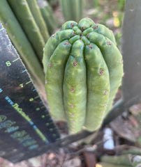 👑🌶️ The Field’s Pachanoi — Chonky 9” Pup