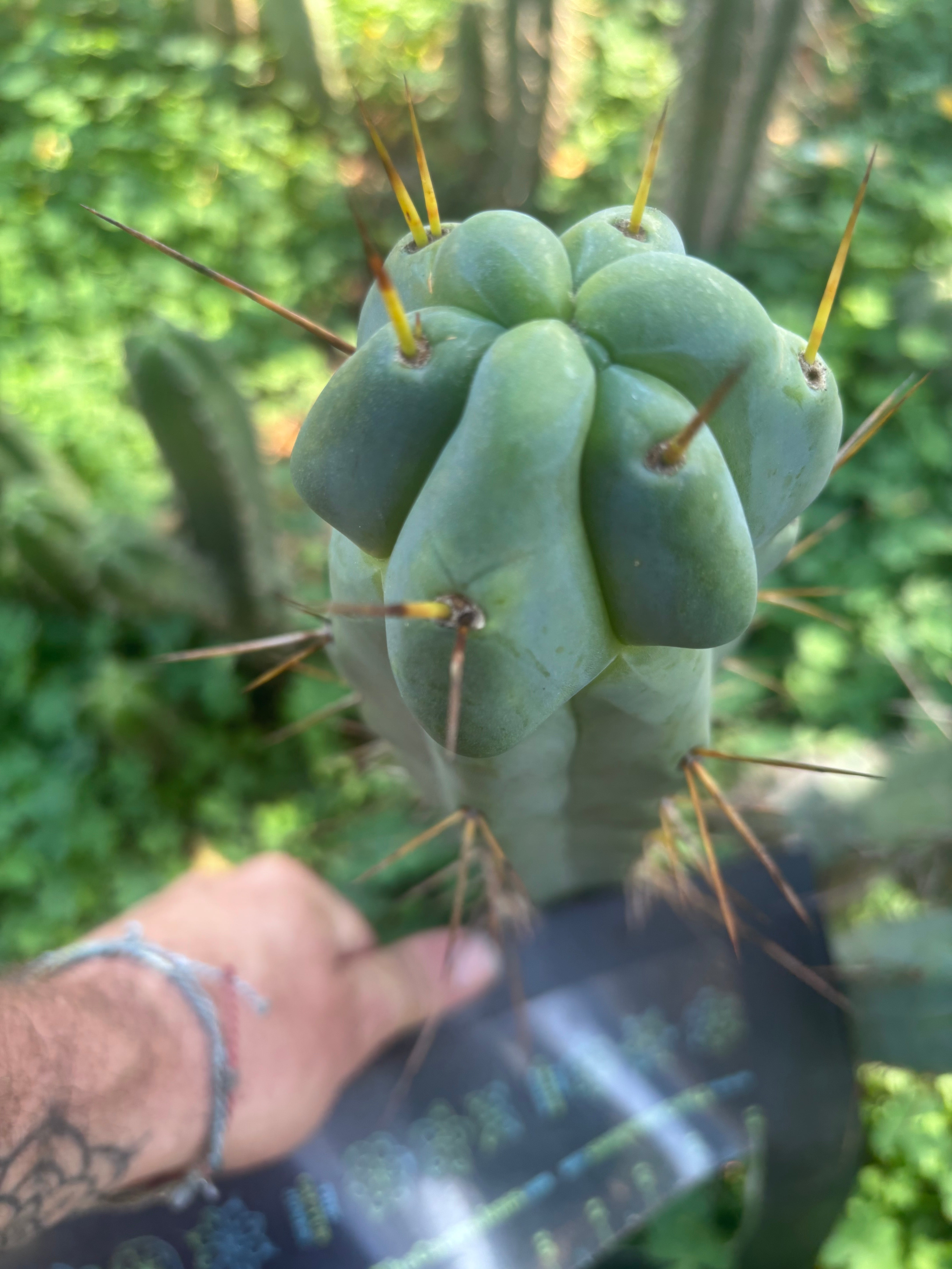 💎🌶️ Sina x SS02  — Thick Melty 10” Tip