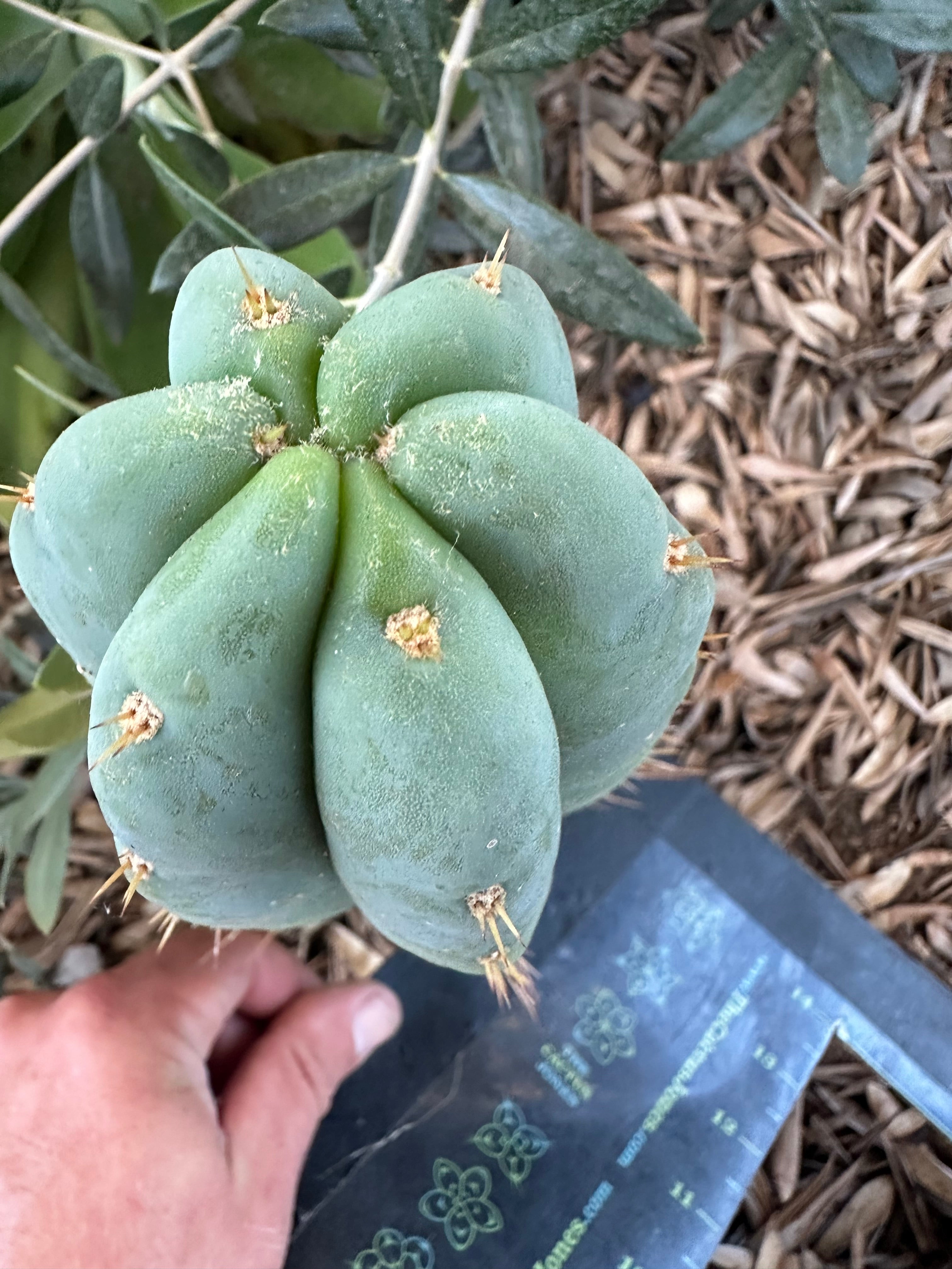 👑 Huanu from Lotusland —  9” Tip