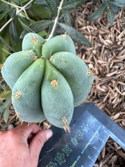 👑 Huanu from Lotusland —  9” Tip