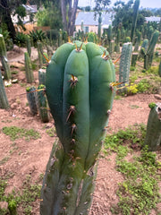 💎👑🌶️💎  Hyperspace Pixie! — 8” Tip