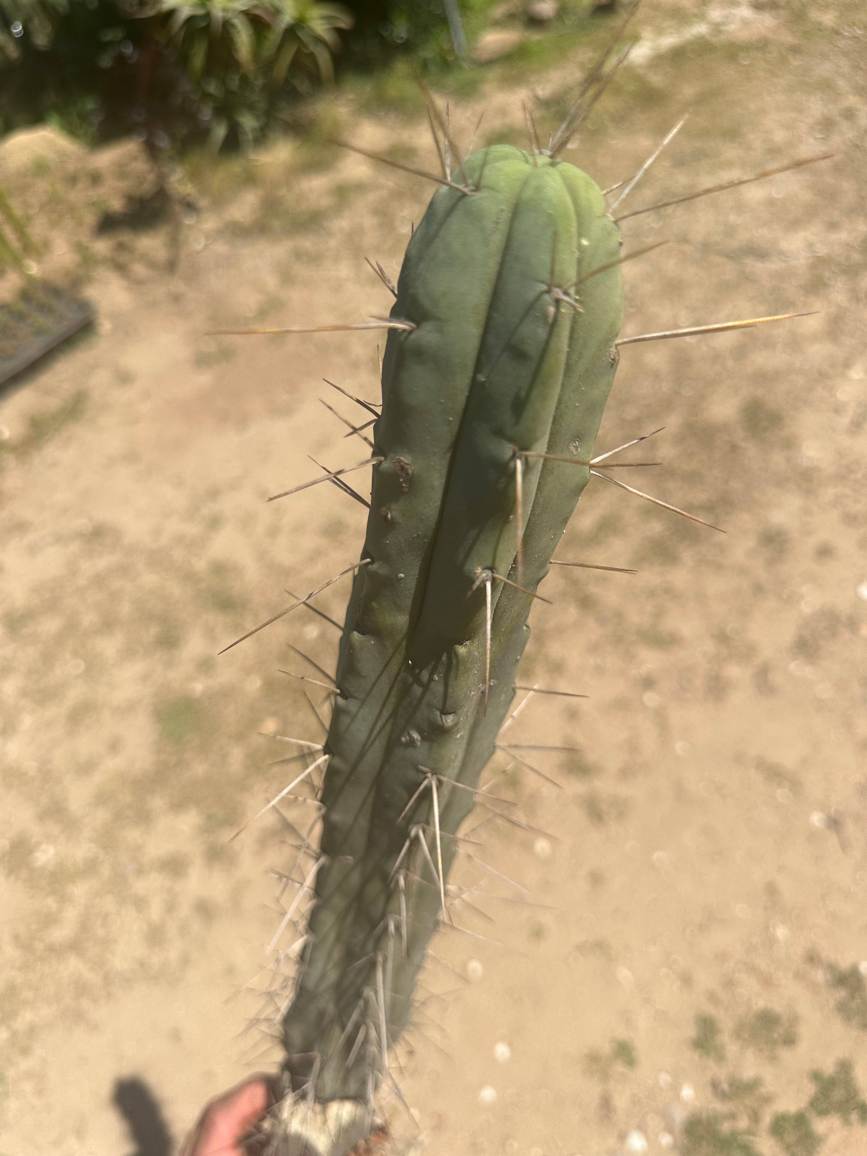 🌶️🌶️ Dulzura Restocked (Again) — 10”  TIPS