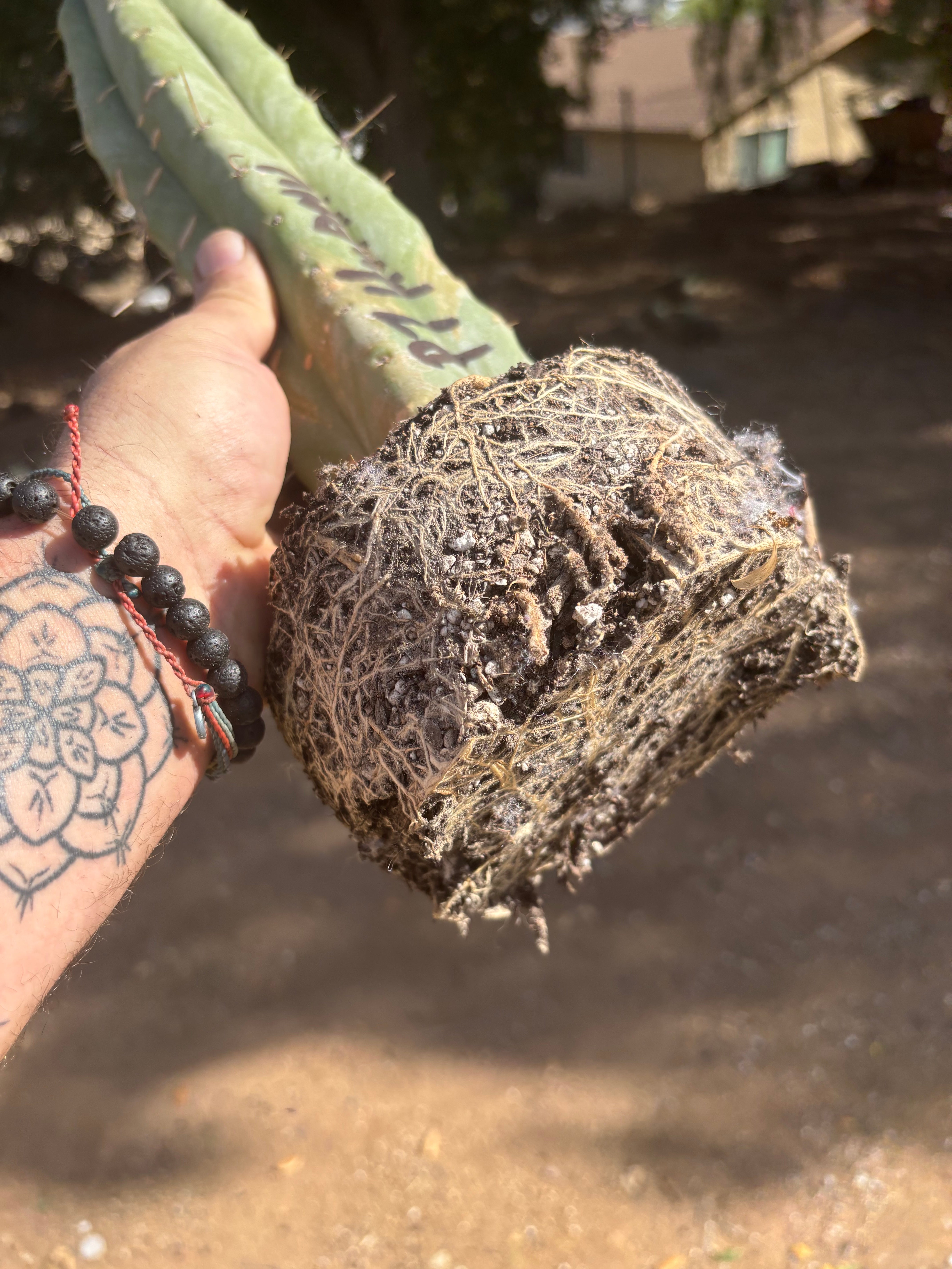 👑 Big Mac Huanu (P7)  — XL 15” Fully Rooted Stump