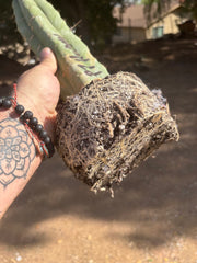 👑 Big Mac Huanu (P7)  — XL 15” Fully Rooted Stump