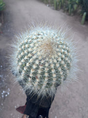 💎 Custom Order for Ty K