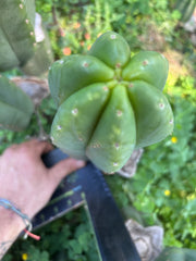 👑🌶️ Scop A — Chonky 12” Pup