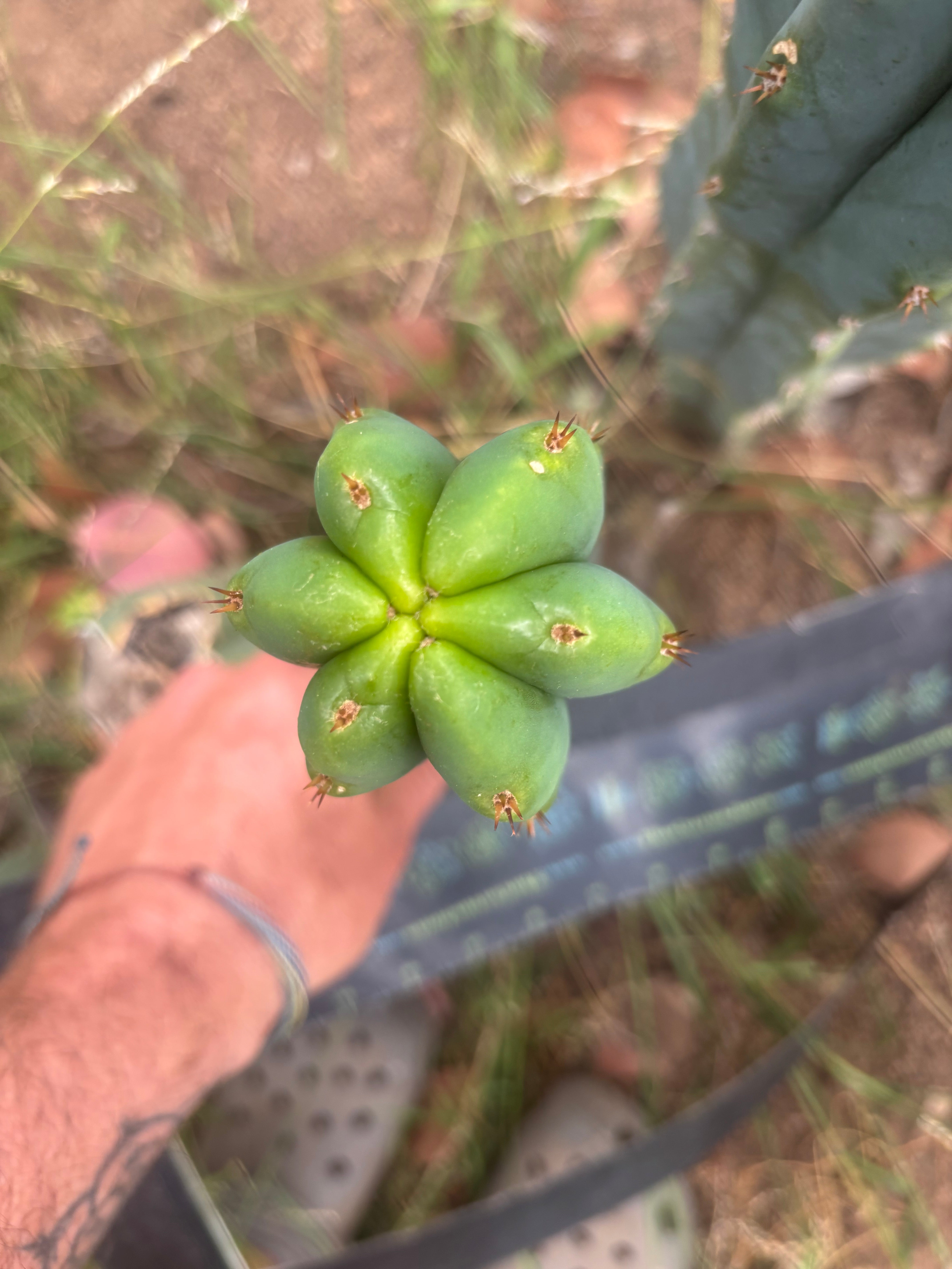 🌶️🌶️ NoidTwo — 11” Tip