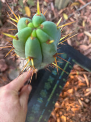 👑🌶️🌶️ Pala! — 8” Pup