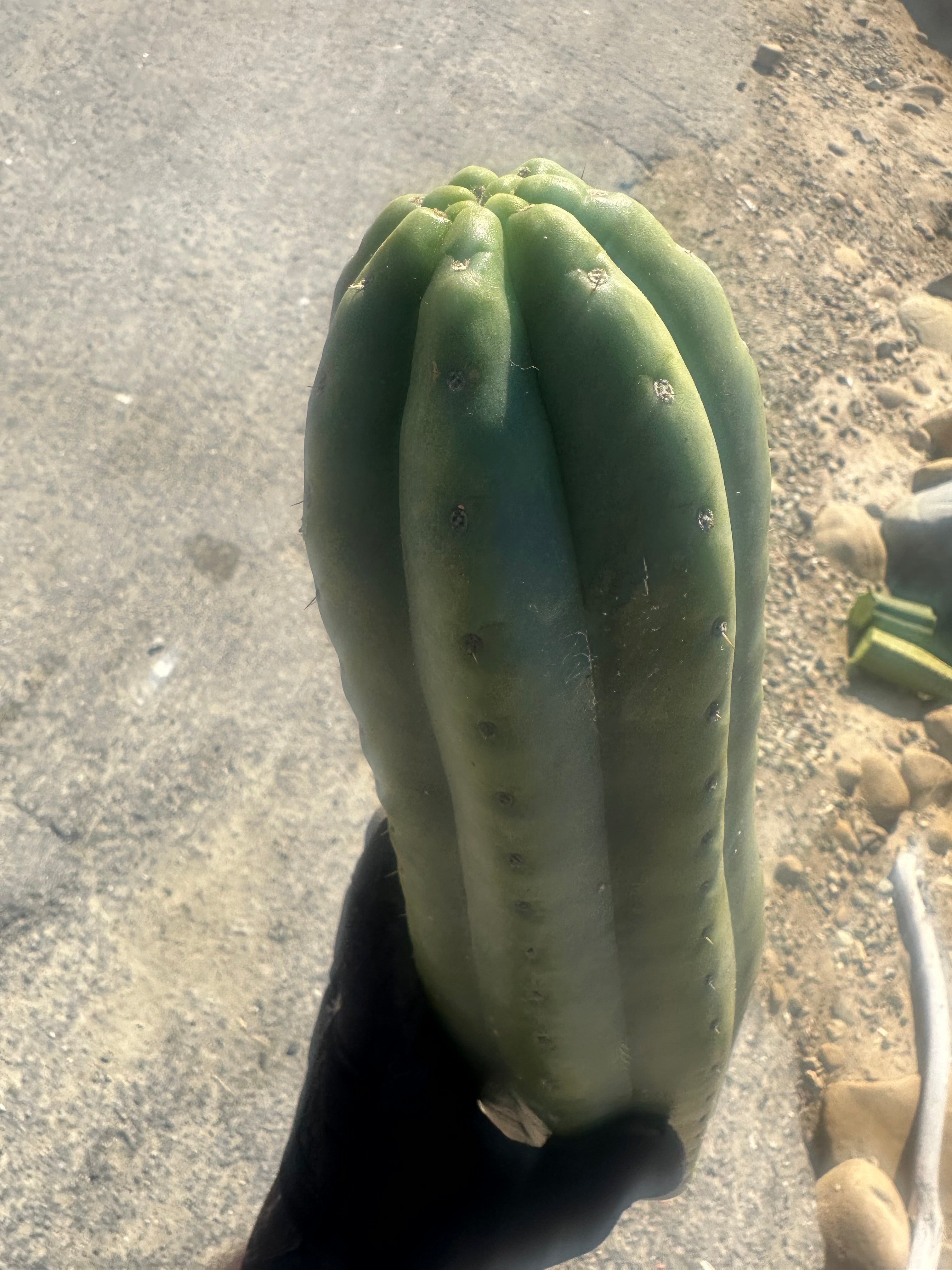 👑🌶️ Tom Juuls Giant  — XL Thick 16” Tip