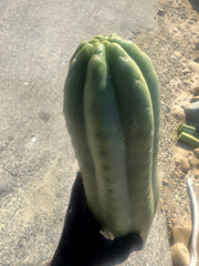 👑🌶️ Tom Juuls Giant  — XL Thick 16” Tip