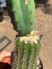 💎🔰 Ventucky Blue x Fillmore Variegated (First Release) — Rooted Tip Graft