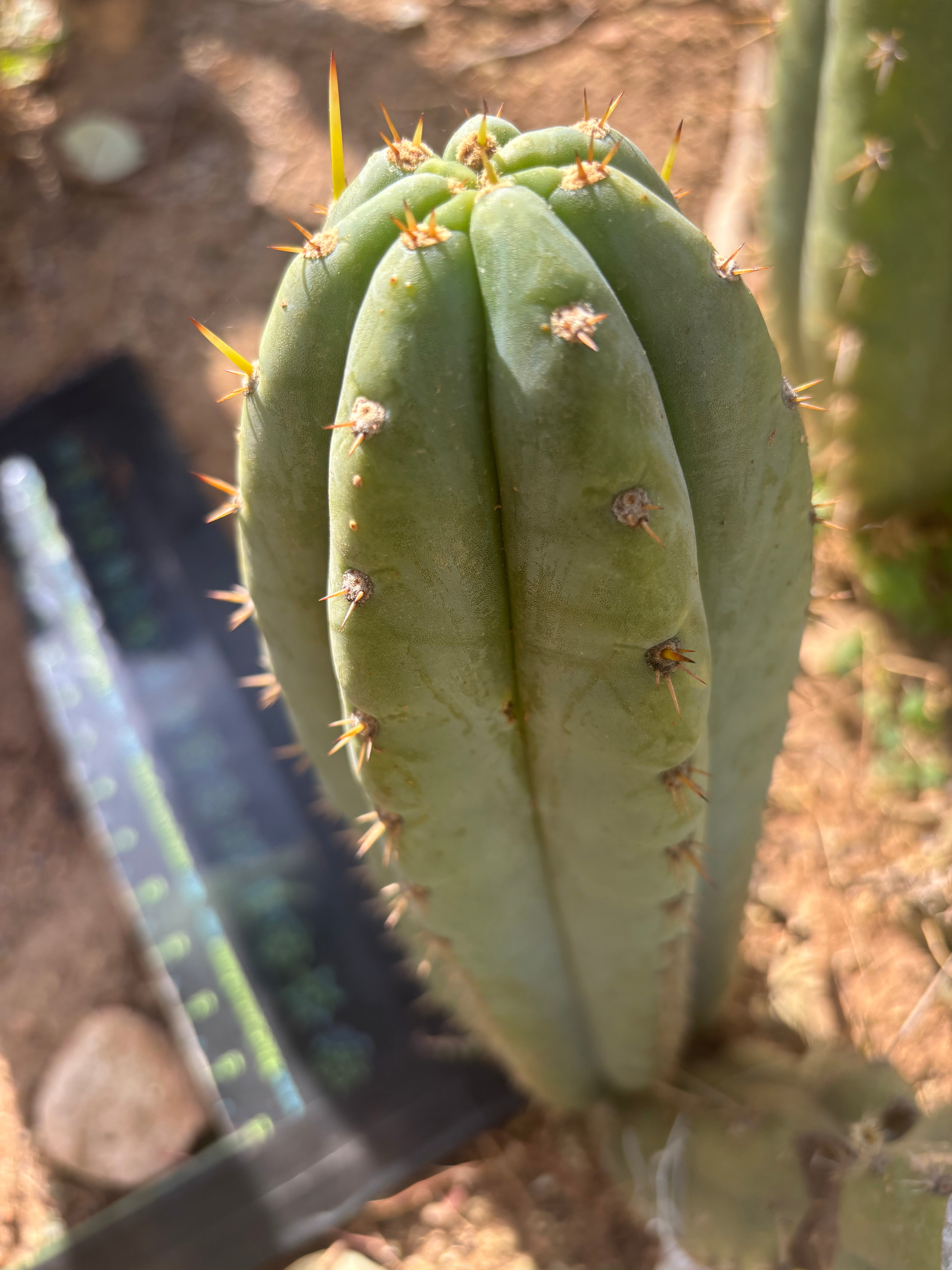 👑 Brian’s Blue Skies — XL 14” Pup