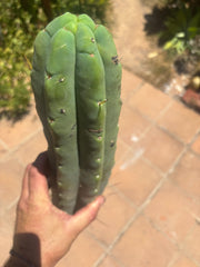 👑💎🌶️🌶️ Eileen — 16” Mega Tip (Blemish Discount)