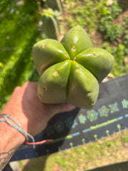 💎 Hulk x Zed MELON