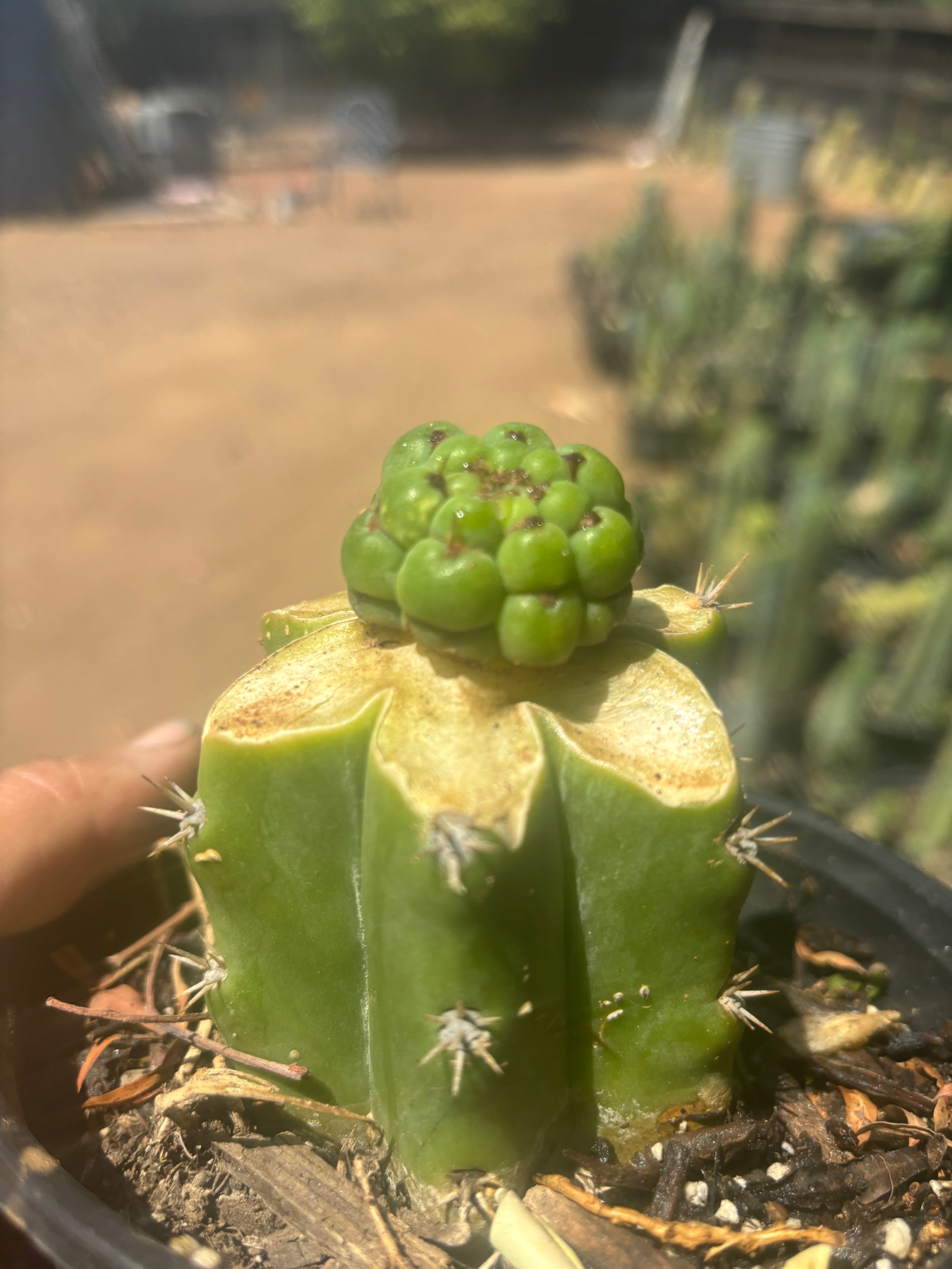 💎👑💎 Havran — Pup Graft on Rooted PC