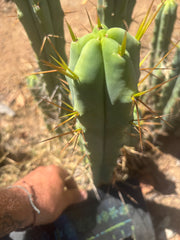 👑🌶️ Medicine Man — 14” Tip