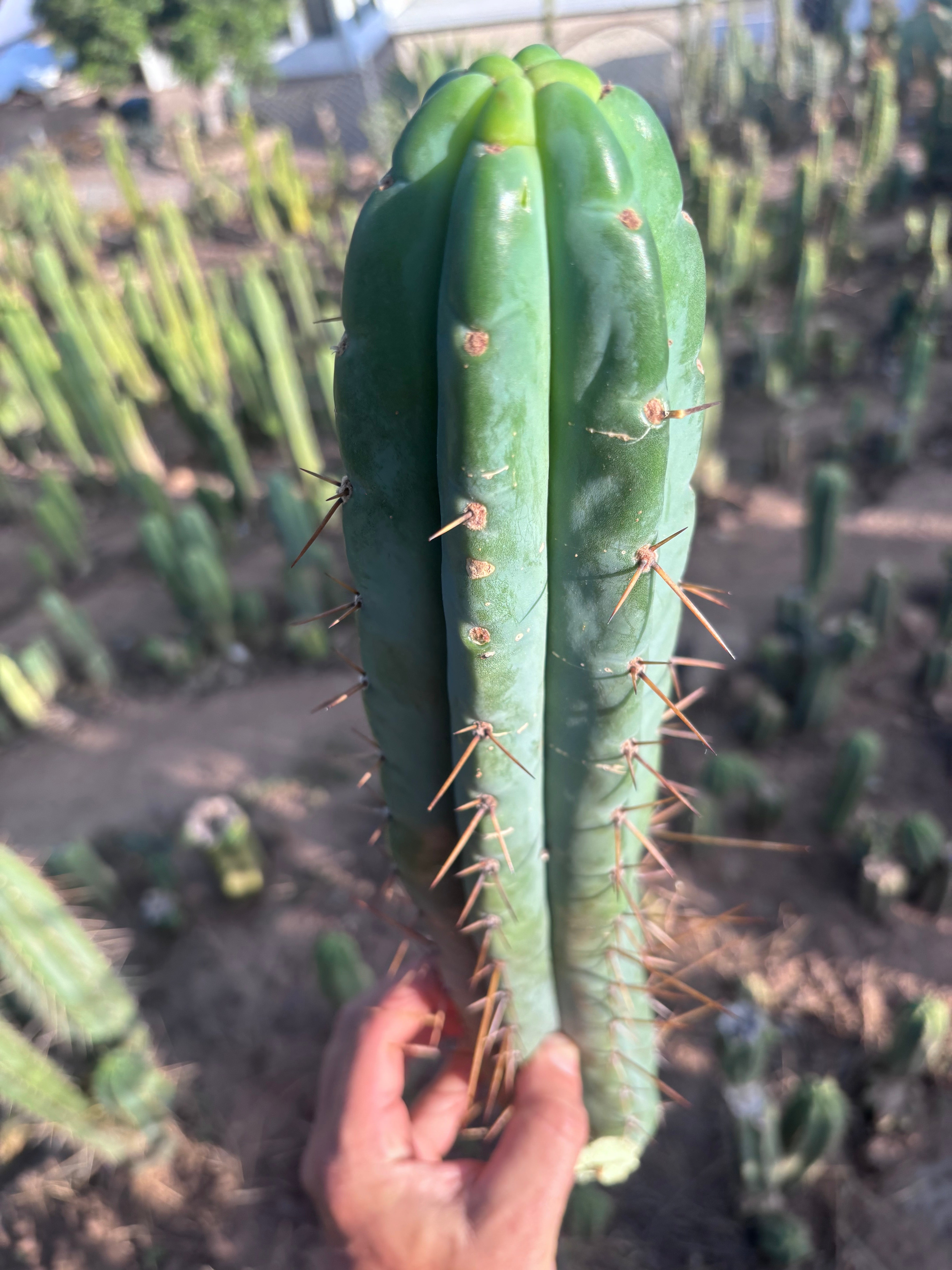 👑🌶️🌶️ Pala! — 💎 XL 16” Pup