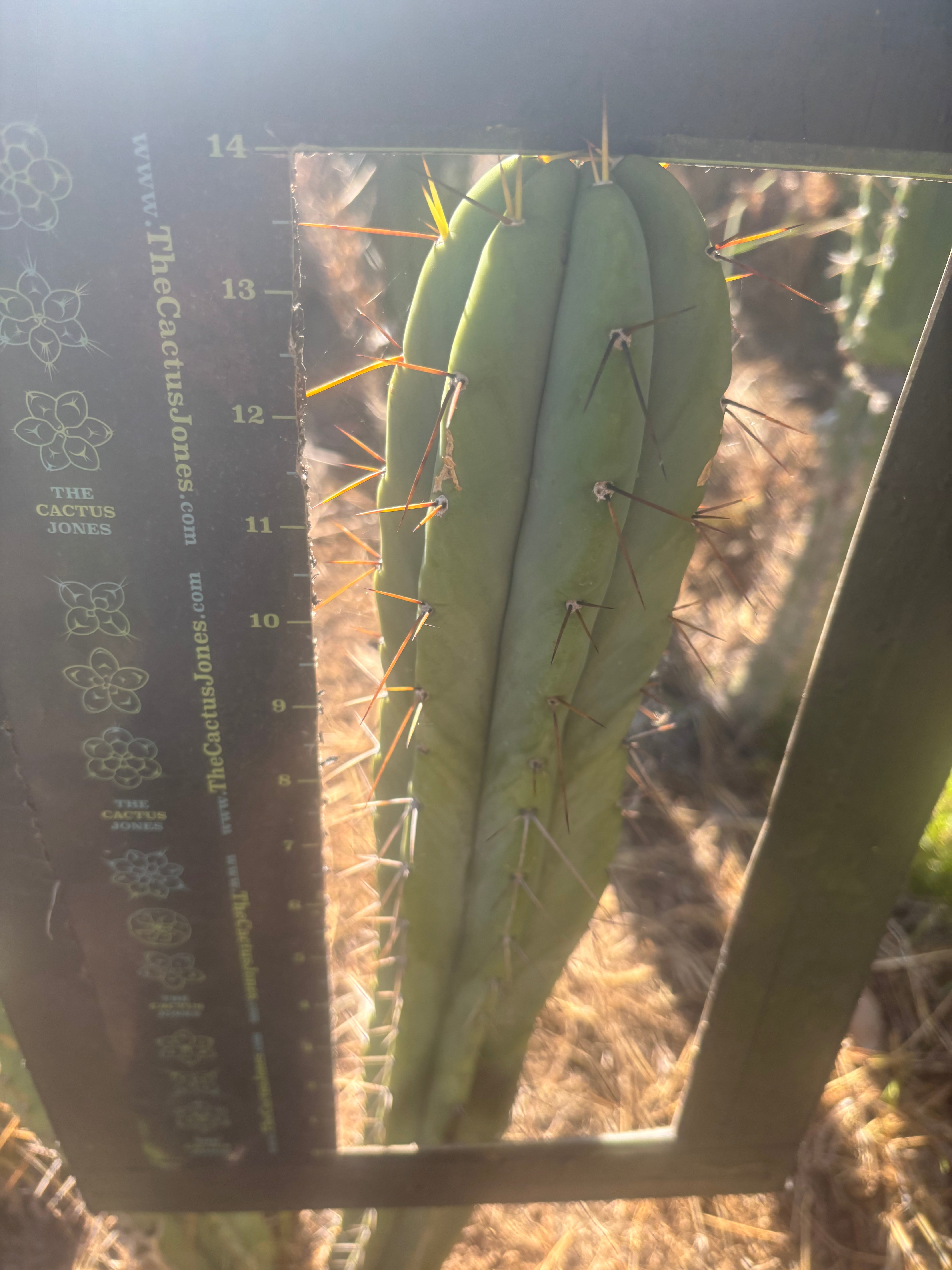 👑🌶️ CA1 Sherman — XL 14” Tip
