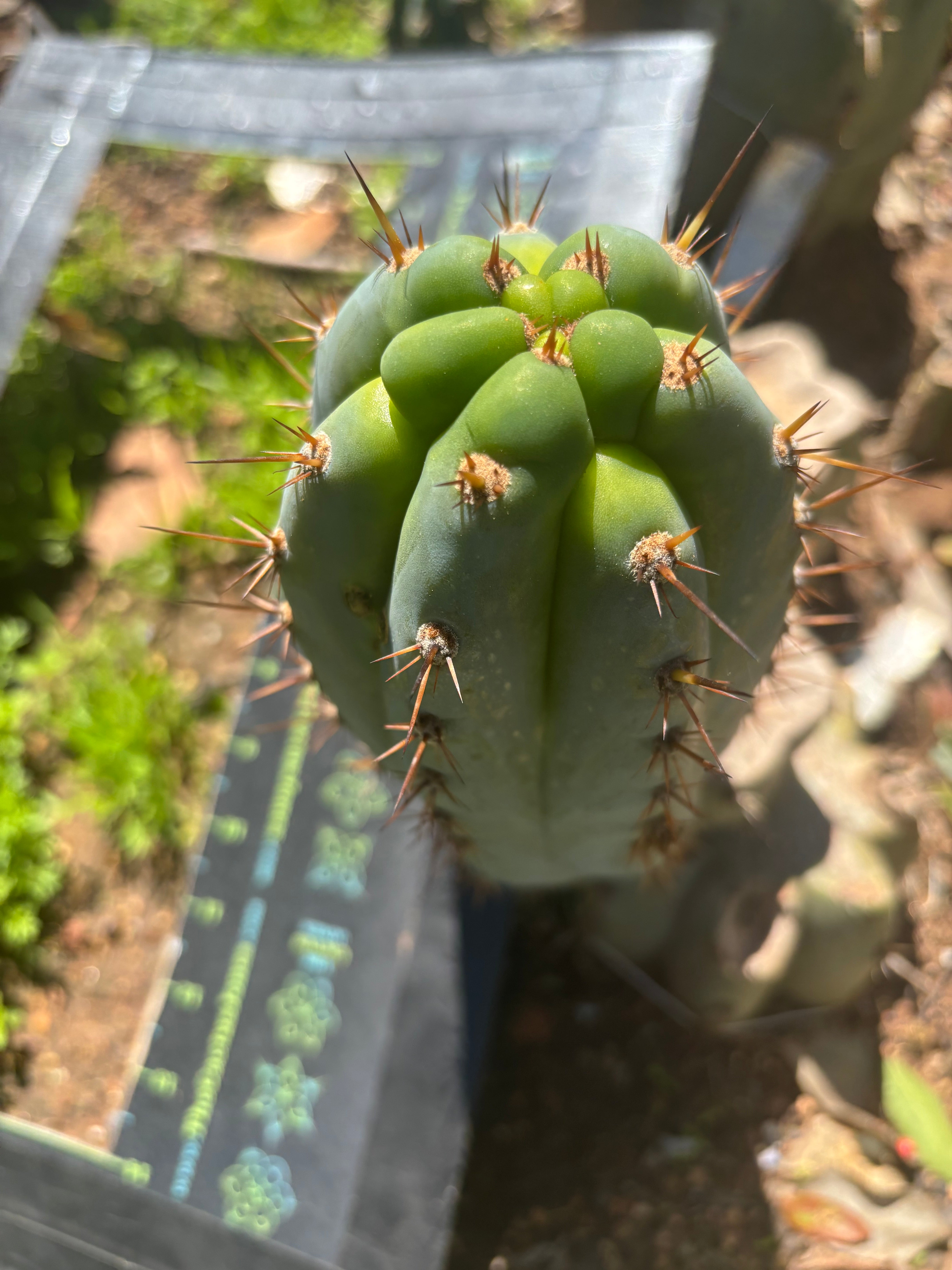 💎👑  Bart! — Chubby 8” Pup