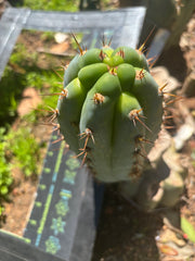 💎👑  Bart! — Chubby 8” Pup