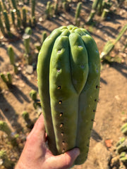 👑💎🌶️  Ashdod — Full Maturity 12” Tip (Last One Ever)