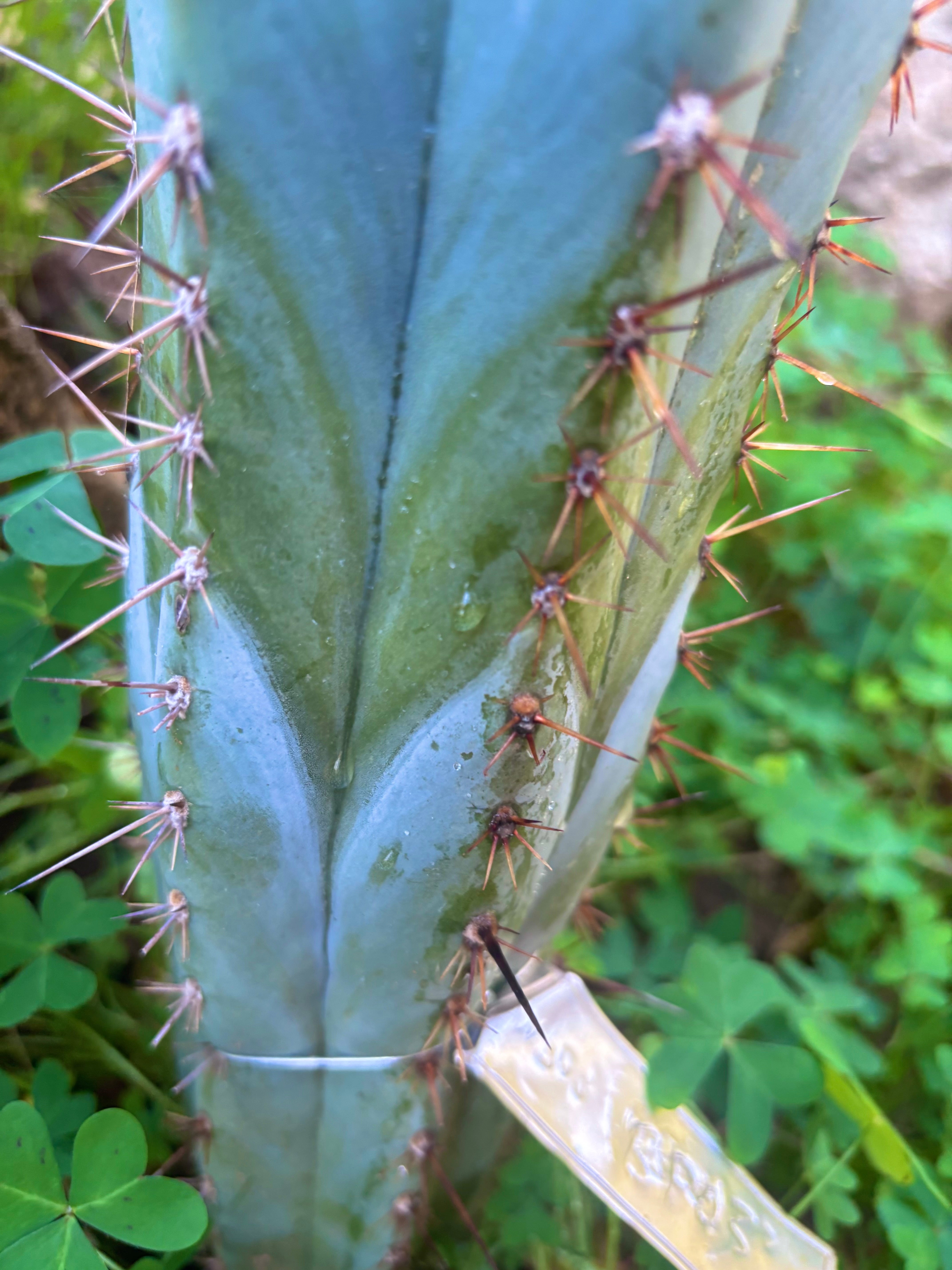 👑💎 BP03 “Pink Elephant” — 9” Tip