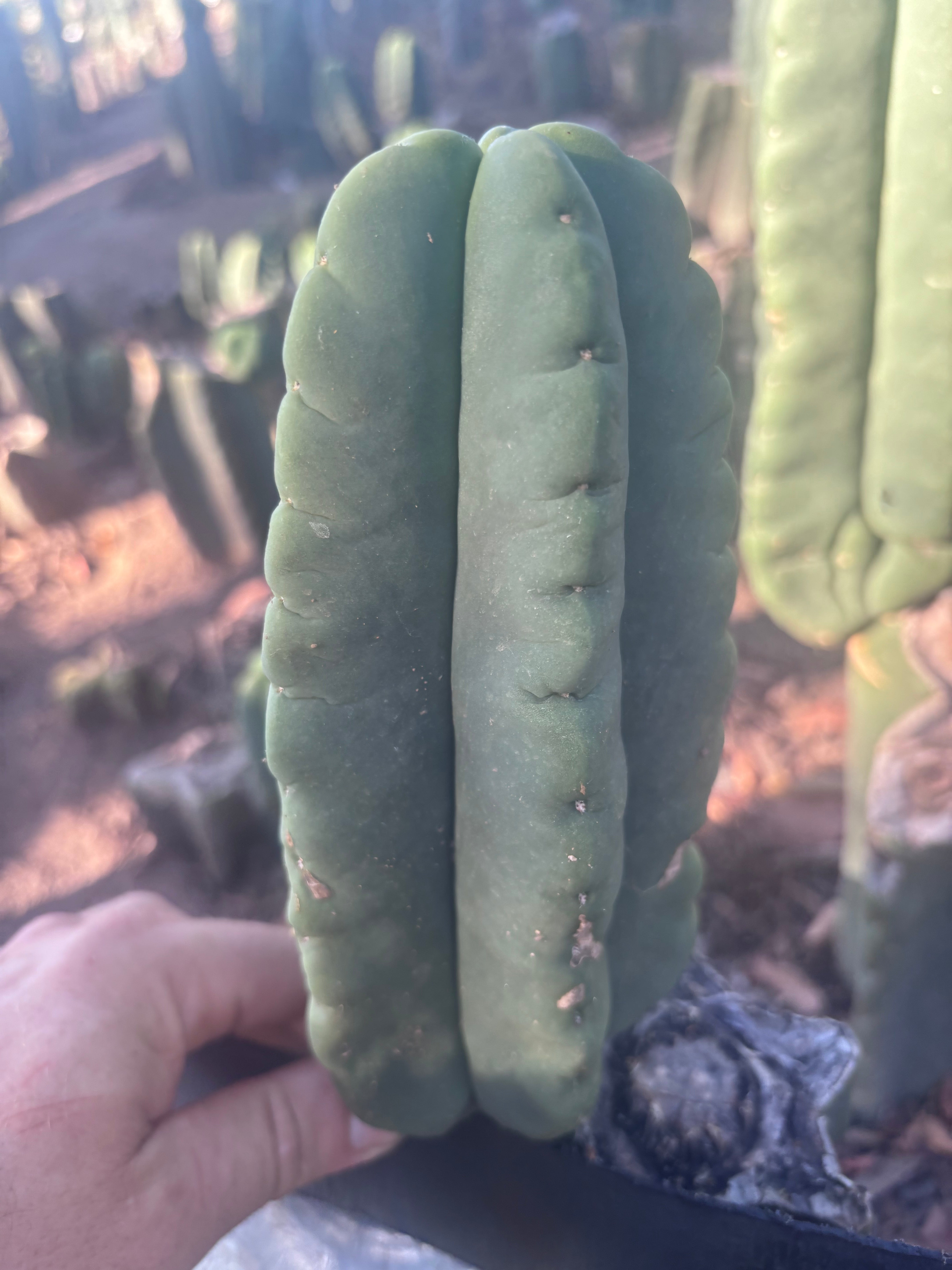 💎👑💎🌶️ Ferah — 8” Pup